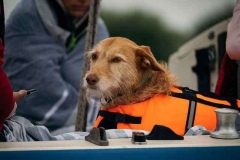 Hund an Board!